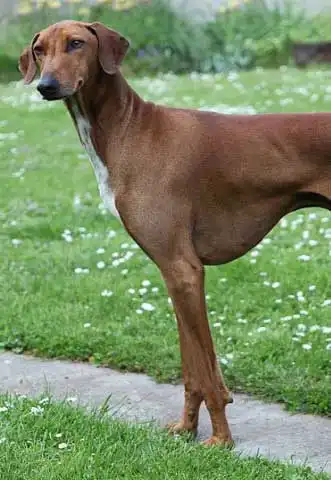 Breed Origin
