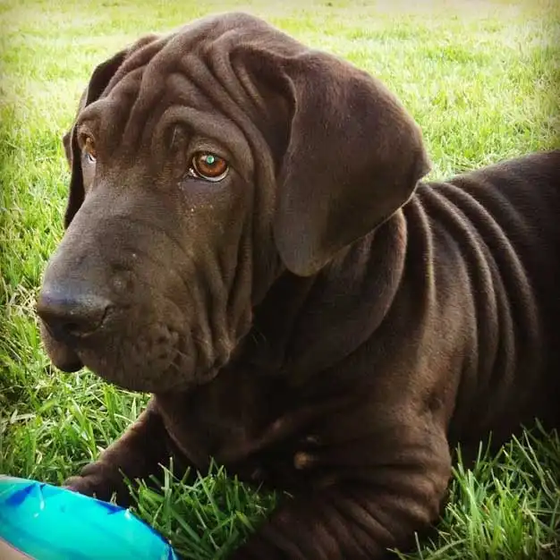 Ba-Shar