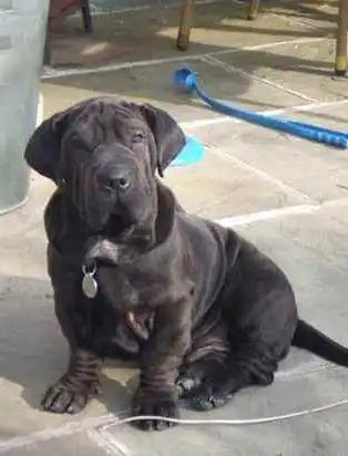 Breed Appearance