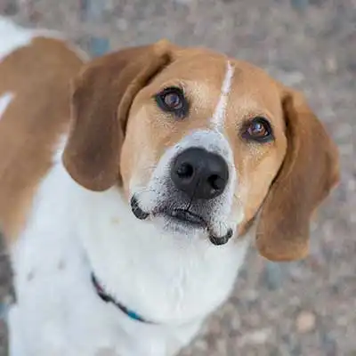 Bagle Hound dog breed.