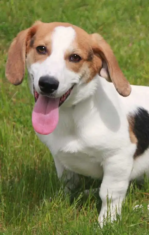 Origine & Storia del Bagle Hound