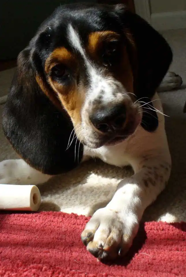 Aspetto del Bagle Hound