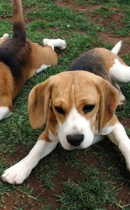 Carattere & Temperamento del Bagle Hound