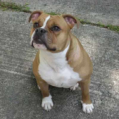 Banter Bulldogge