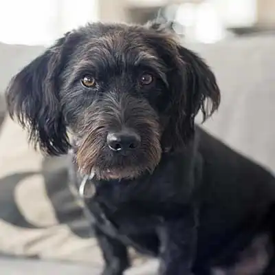 Bascottie dog breed.