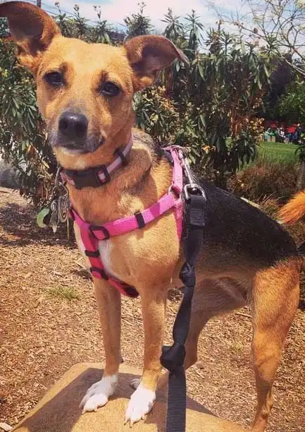Breed Appearance