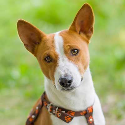 Basenji