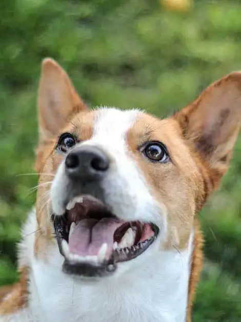 Breed Origin
