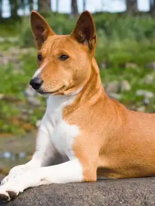 Breed Appearance