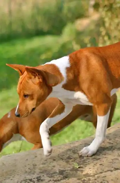 Behavior & Temperament