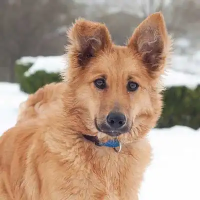 Baskischer Schäferhund Hunderasse.