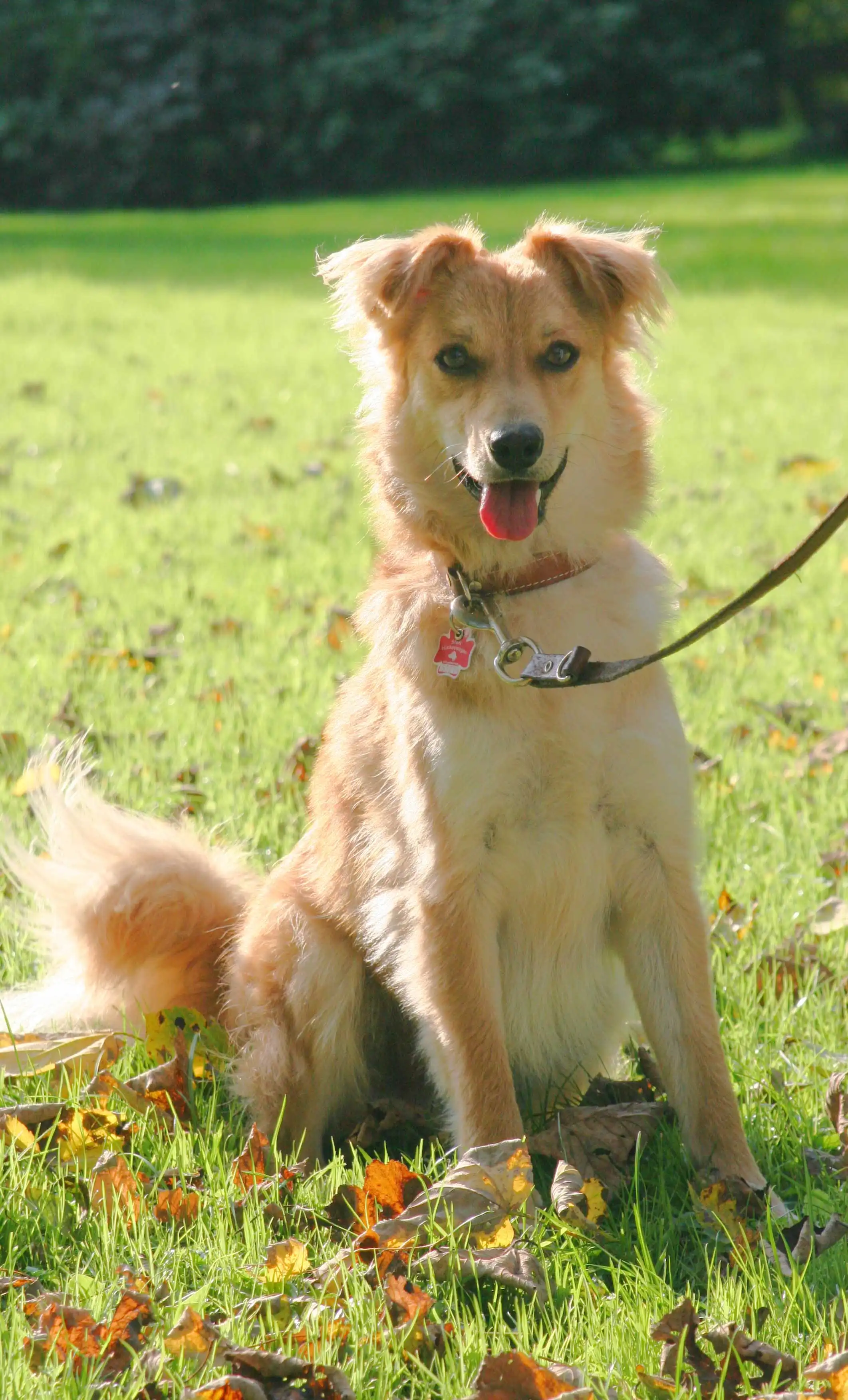 Herkunft & Geschichte von Baskischer Schäferhund