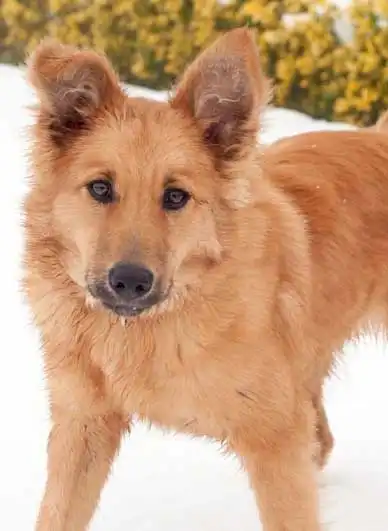 Erscheinungsbild von Baskischer Schäferhund