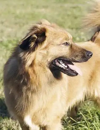 Pflege & Haltung von Baskischer Schäferhund