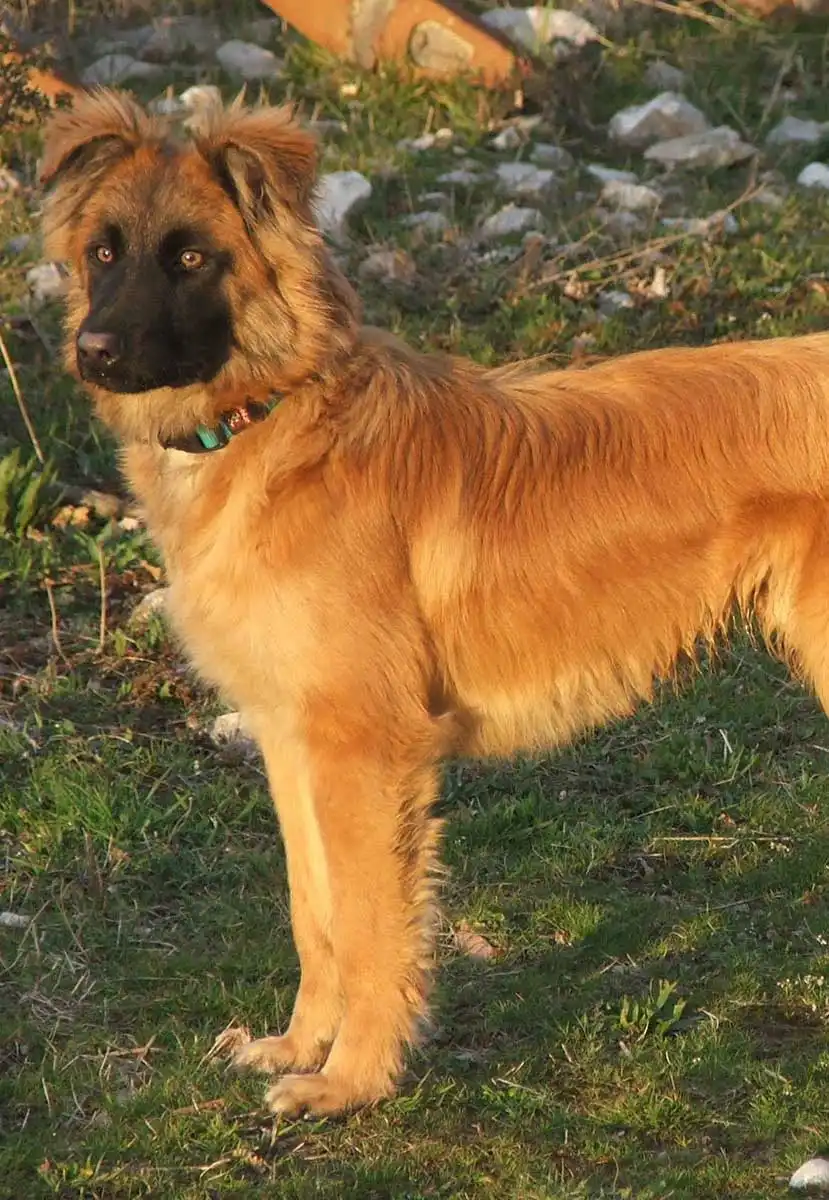 Wesen & Charakter von Baskischer Schäferhund