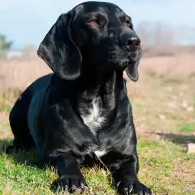 Bassador dog breed.