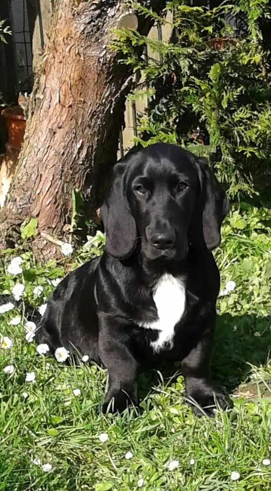 Breed Origin