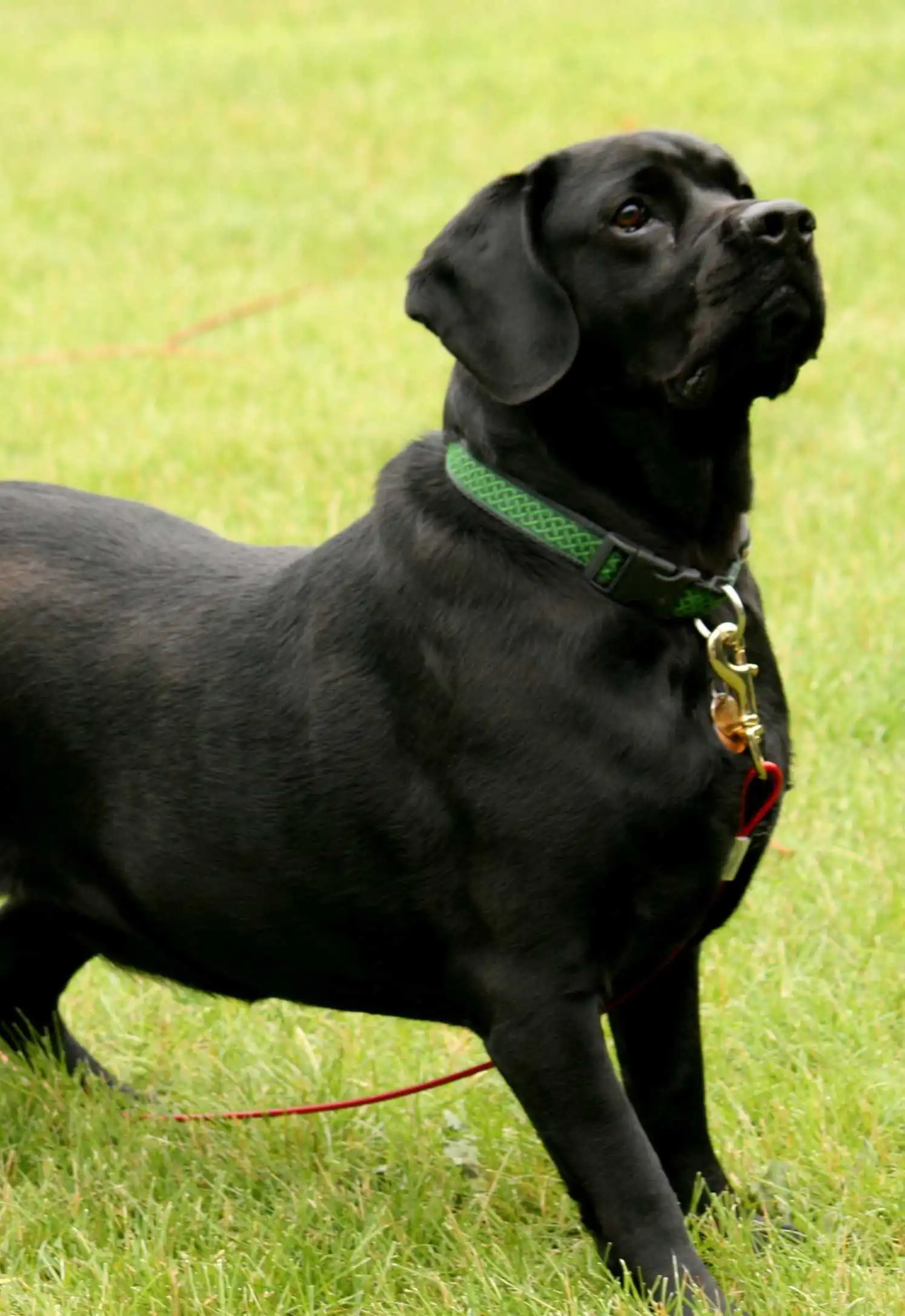 Breed Appearance