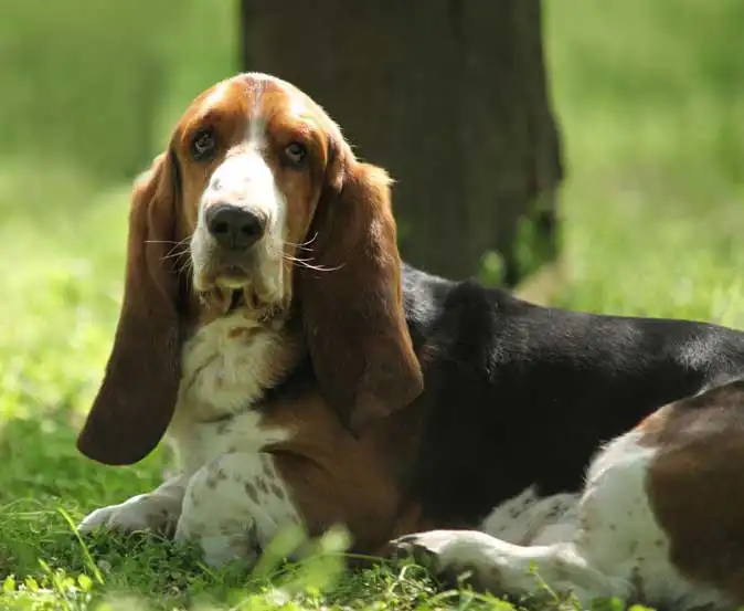 Basset Artesien Normand