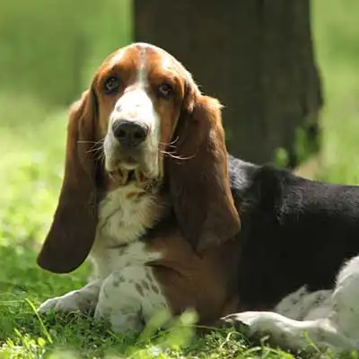 Basset Artesien Normand dog breed.