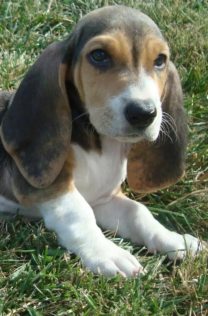 Breed Appearance