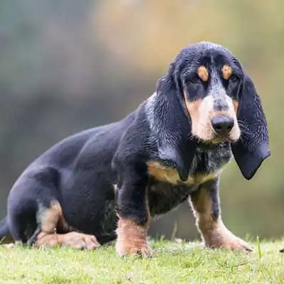 Basset Bleu De Gascogne dog breed.
