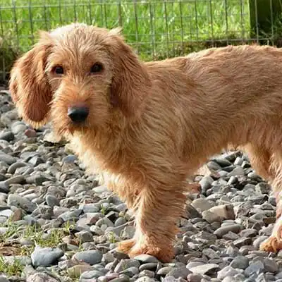 Basset Fauve De Bretagne dog breed.