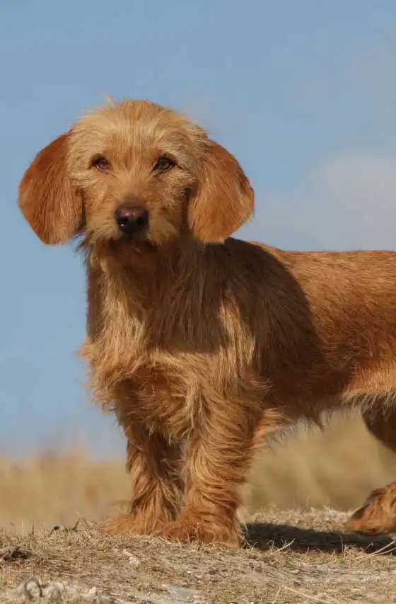 Breed Origin