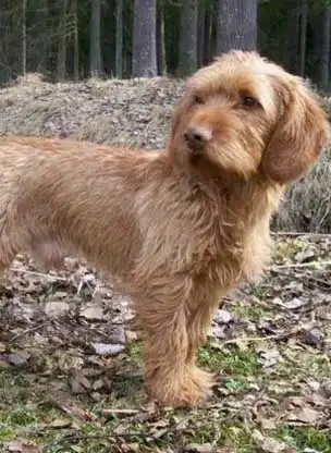Breed Appearance