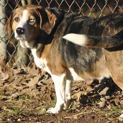 Basset Heeler