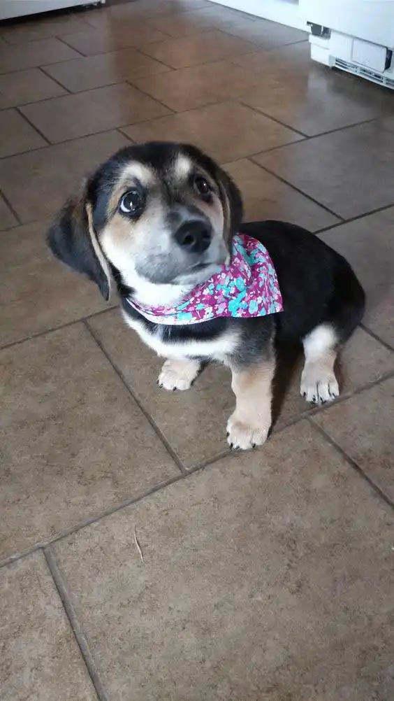 Breed Appearance