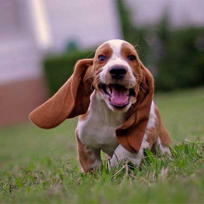 Basset Hound