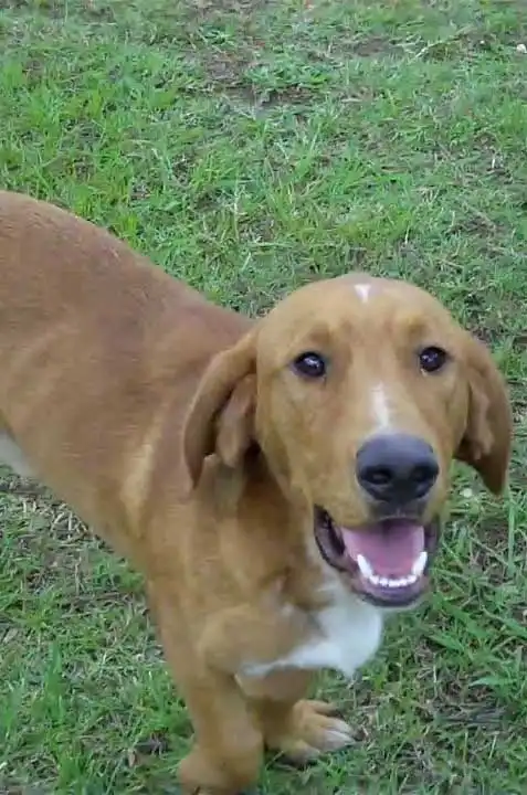 Breed Appearance
