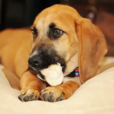 Bassugg dog breed.