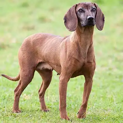 Raza de perro Rastrosero de Montaña Bávaro.