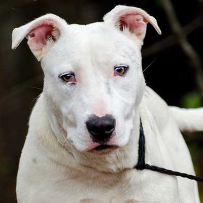 BD Terrier