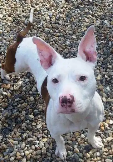 Herkunft & Geschichte von BD Terrier