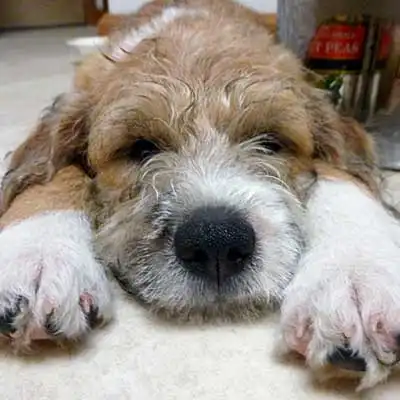 Bea Griffon dog breed.