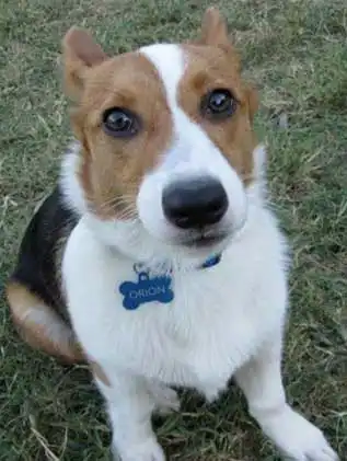 Breed Origin