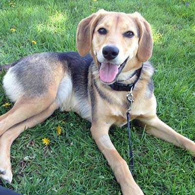 Beagle Shepherd