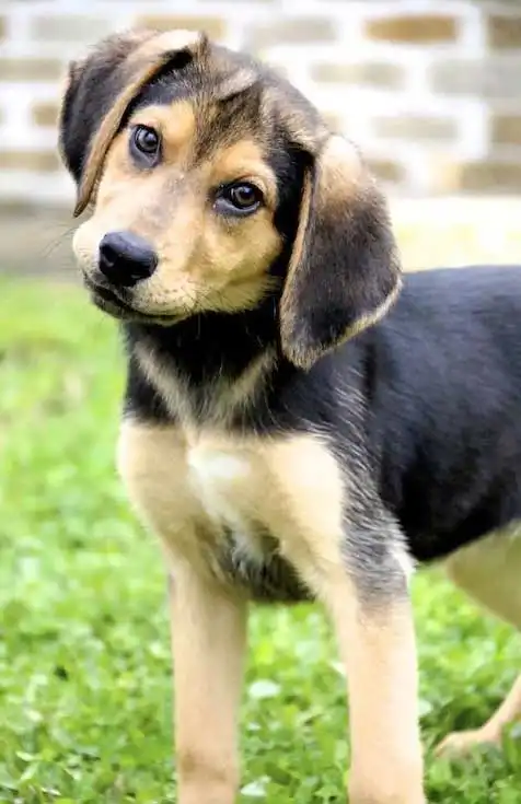 Origine & Storia del Beagle Shepherd