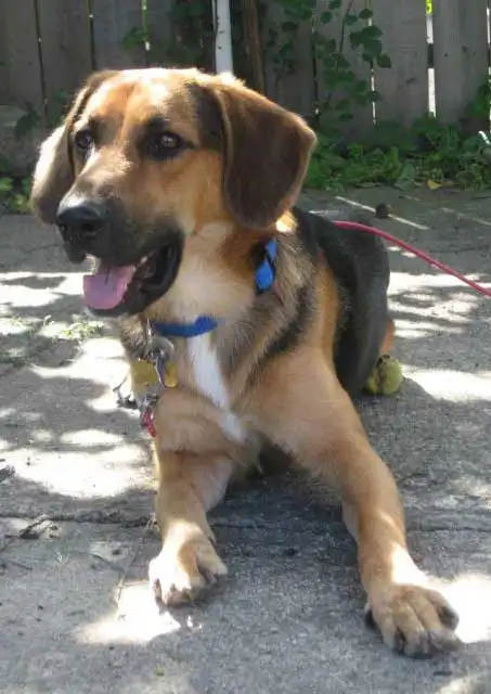 Aspetto del Beagle Shepherd