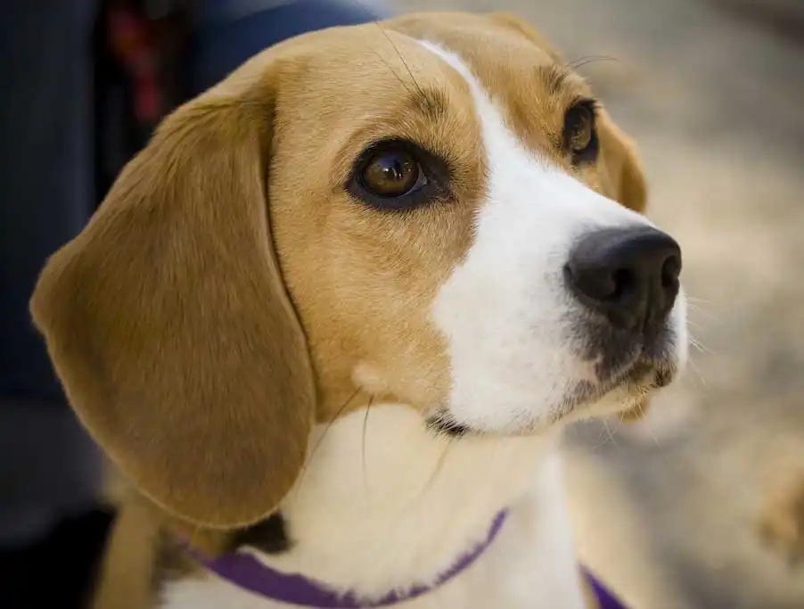 Beagle