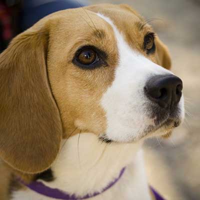 Beagle