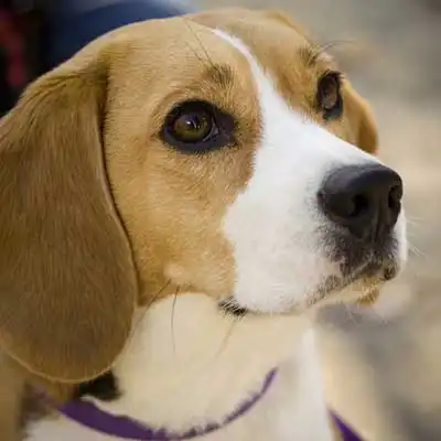 Beagle dog breed.