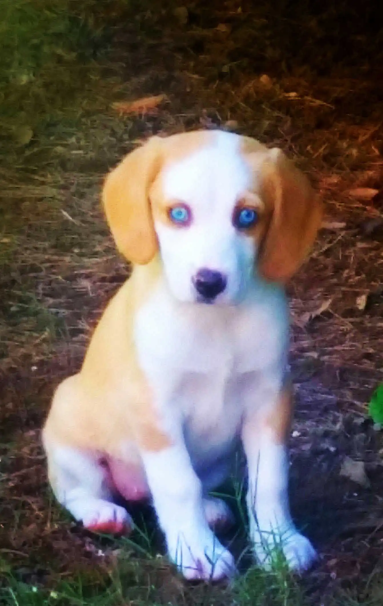 Breed Appearance