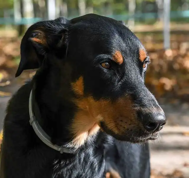 Beauceron