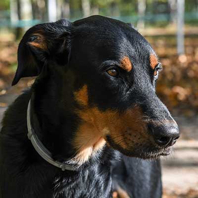 Beauceron