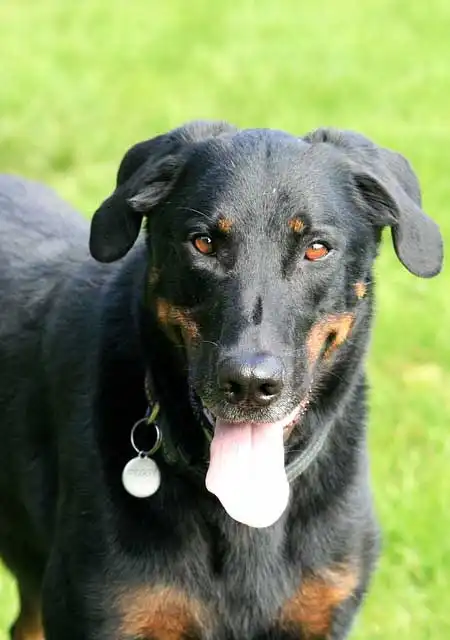 Breed Origin