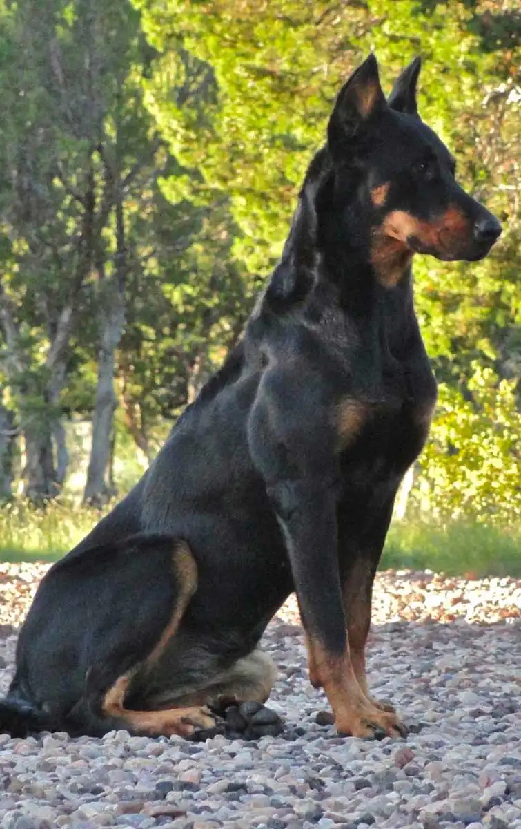 Breed Appearance